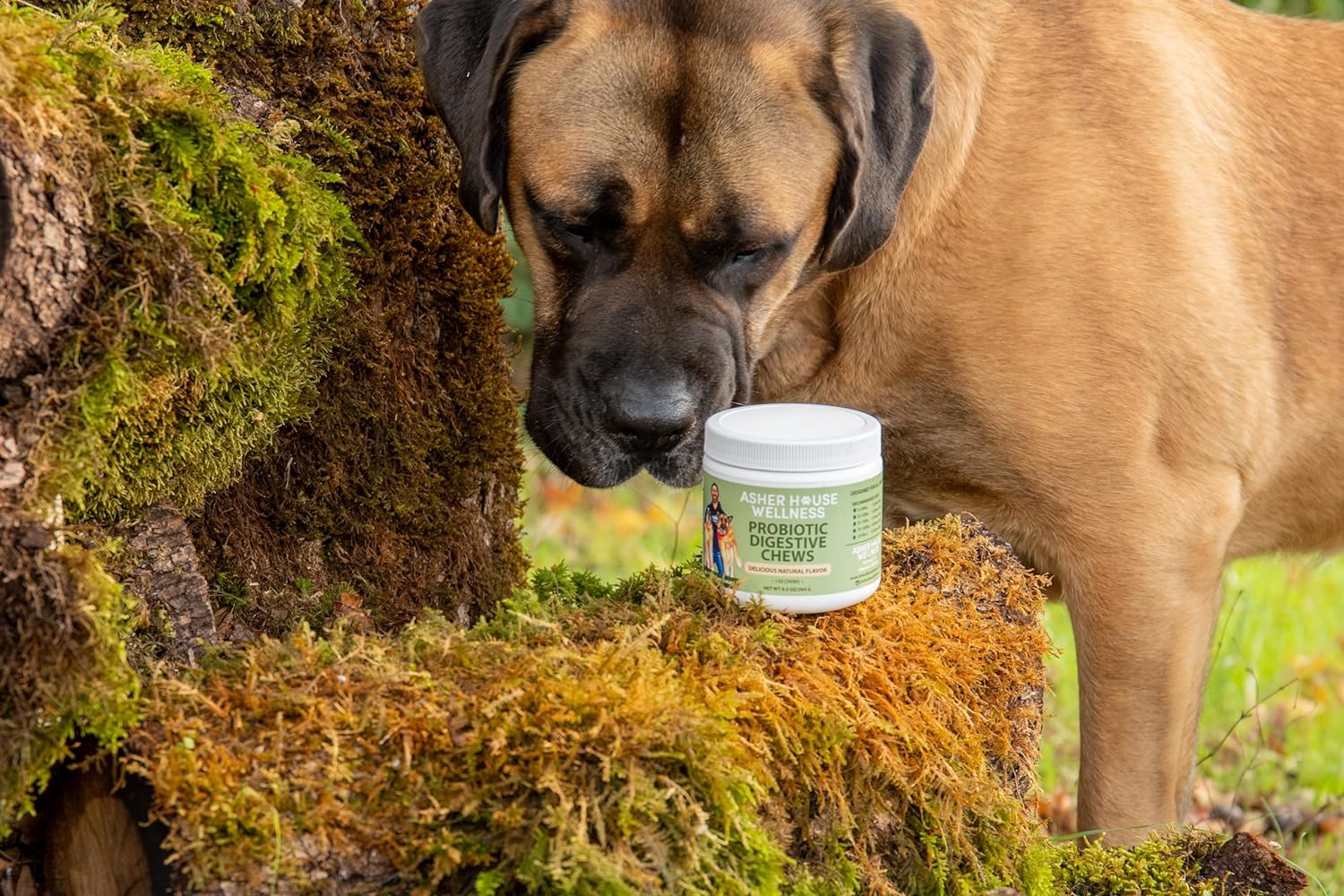 Asher House Wellness | Probiotic Digestive Chew Supplement for Dogs | 2 Billion CFU | Gut Health | Enzymes |
