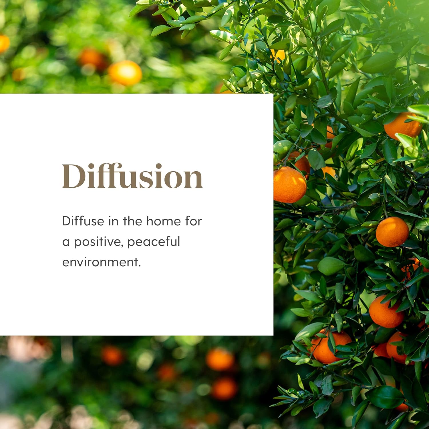 Young Living DiGize Essential Oil Blend | 15ml | 100% Pure  Natural Blend of Essential Oils for Digestion Support and Gut Health, Soothing Aromatic and Topical Blend for Wellness